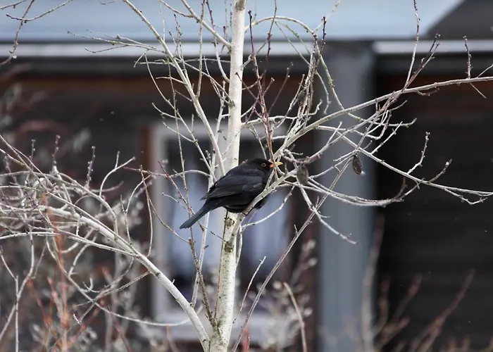 Ferienhaus Caputh Semesterbostad Caputh
